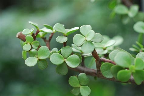 銀杏木塑型|室內種植 NG 的多肉植物 (1)：銀杏木 雅樂之舞 